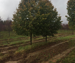 Купить крупномеры из питомника, продажа крупномеров - питомник крупномеров ГринПаркМастер